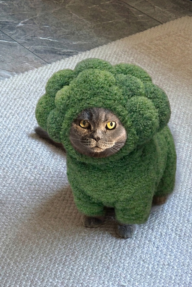 给#1的猫穿上#2的衣服，衣服保持不变