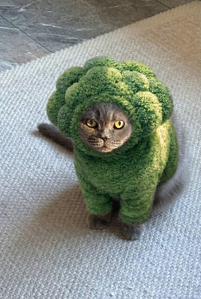 让猫穿上#2的衣服，场景、光线都不变