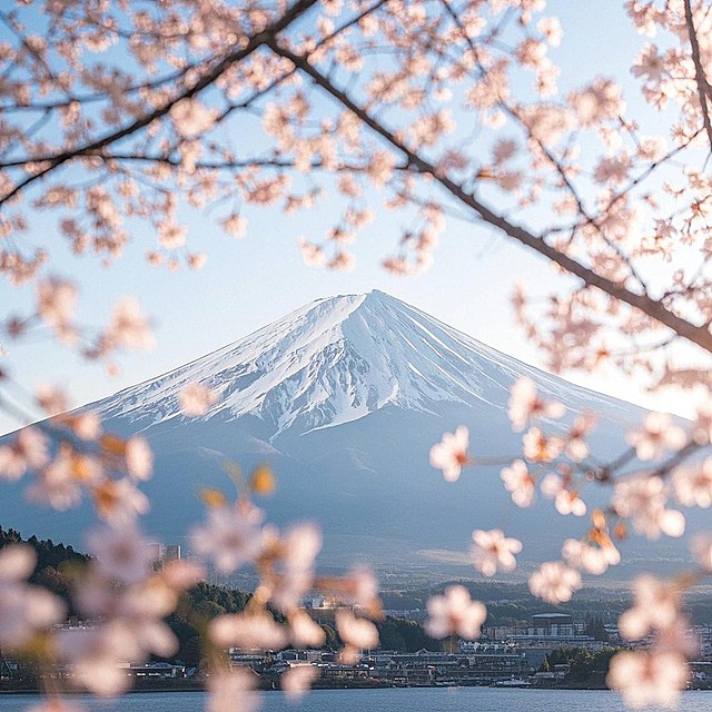 富士山下，樱花